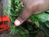 Cut Soko leaves