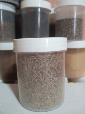 Buy Cumin Seed 100g Buy Cumin Seed 100g