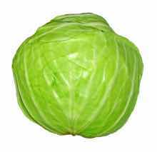Cabbage Cabbage