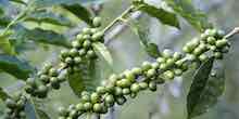 Green Coffee Bean Plant
