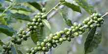 Green Coffee Bean Plant Green Coffee Bean Plant