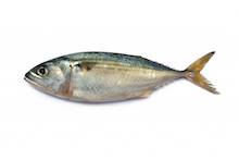 Mackerel Fish Mackerel Fish