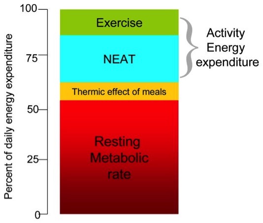 Thermogenic Nigerian food NEAT graph